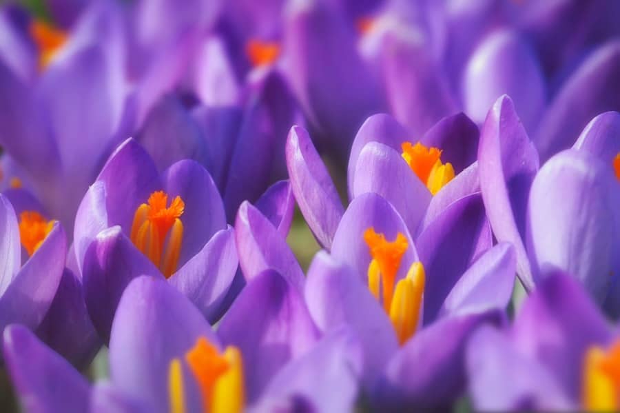 close-up photography