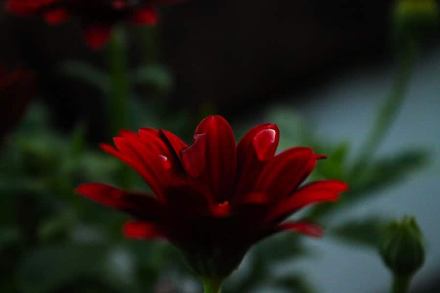 Photo close-up photography