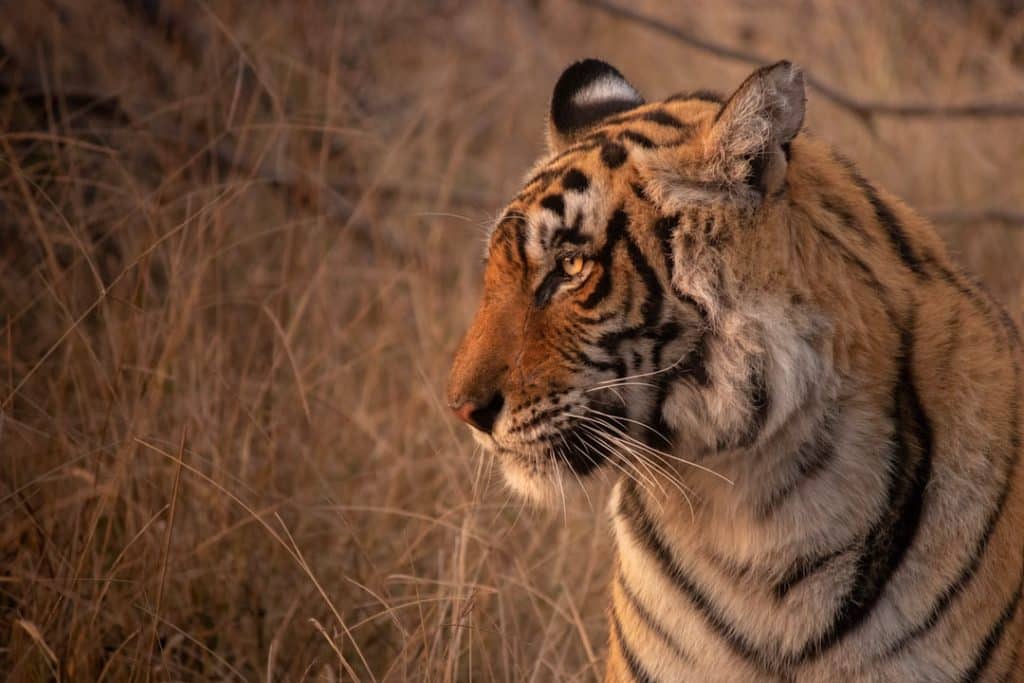 Photo Wildlife photography