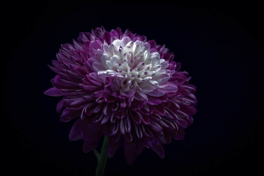 Photo Close-up flower