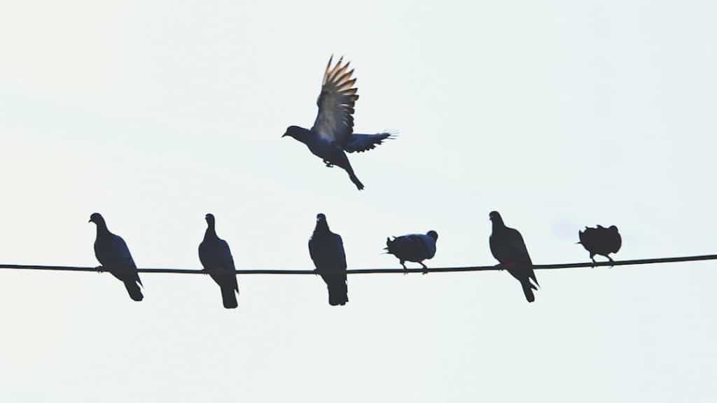 Photo composition